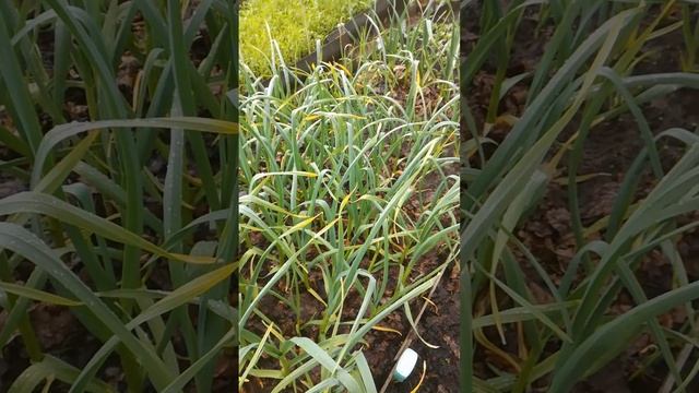 1 июня 2020 г. смотреть онлайн