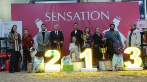 02.02.2025, СПб. Клуб "Сенсация-2" (РКФ, РФСС). Выставка собак "СЕНСАЦИЯ-2" (САС, ЧРКФ)