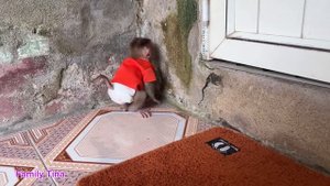 Poor little monkey Tina fell asleep while waiting for her mother to come home