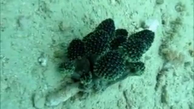 There're "mushrooms" underwater!!! смотреть онлайн