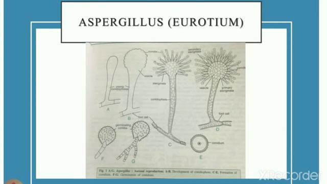 Aspergillus asexual reproduction смотреть онлайн