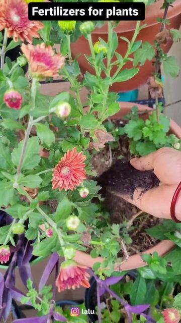 fertilizer for all types of plants @eetharamillalu смотреть онлайн