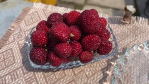 Сорт Анаред🍓🍓🍓. Брат близнец Мице Шиндлер.