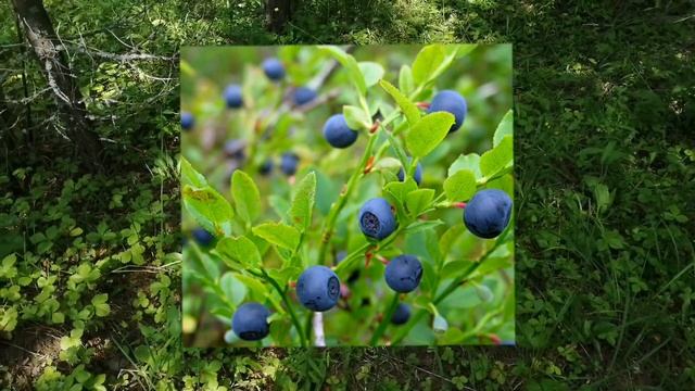 Что СОБИРАТЬ, вот вопрос... ГРИБЫ или... смотреть онлайн