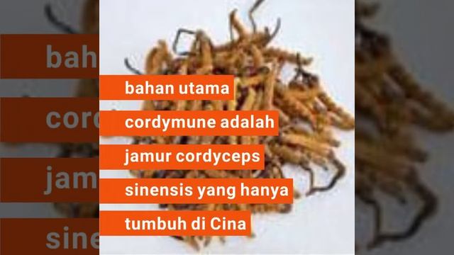 Wajib tonton !!! Efek samping jika konsumsi obat ini, cordymune NASA 081380830208 смотреть онлайн