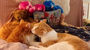 KITTY WASH 👅 💦 😻  CAT ASMR Cat Licking Your Ear Cat Grooming Cat Purring for Relaxation *CAT ASMR*