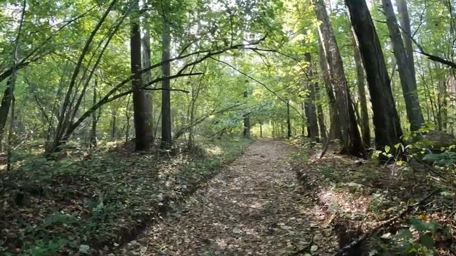 Прогулки за грибами | Хожу по тропинкам, ищу грибы. смотреть онлайн