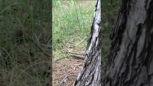 Чёрный Трюфель! Ищем с собакой! Самый дорогой гриб! Крупные трюфели-подземные грибы! Гриб-Деликатес