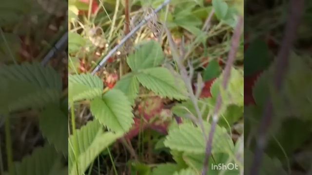 Поездка за ягодами. 2020г. смотреть онлайн