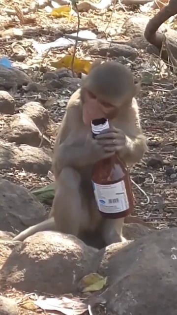 #funnymonkey