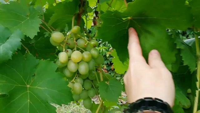 ЧТО ПРОИЗОШЛО С ВИНОГРАДНИКОМ ПОСЛЕ ОБРАБОТКИ ОТ БОЛЕЗНЕЙ? смотреть онлайн