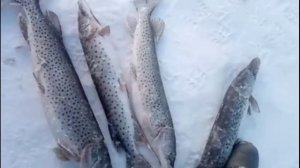 Посмотрите, какая рыба!