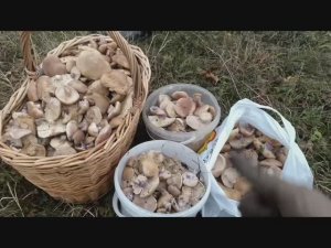 грибные моменты