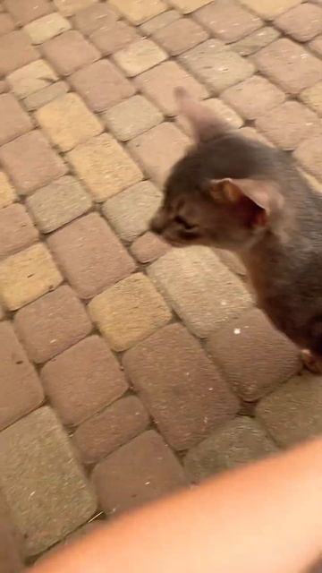 Абиссинская котосемья😻😻Настоящая семья🐆🐆💝