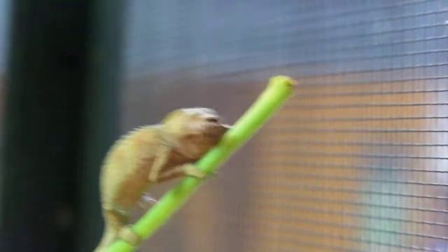 Trioceros hoehnelii, Helmchamäleon смотреть онлайн