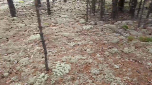 белые грибы на Убинке смотреть онлайн