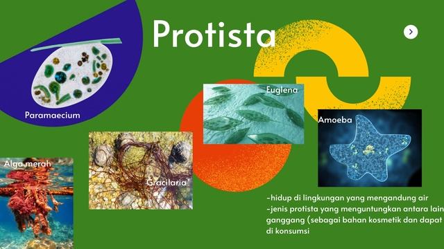 Klasifikasi 5 Kingdom смотреть онлайн