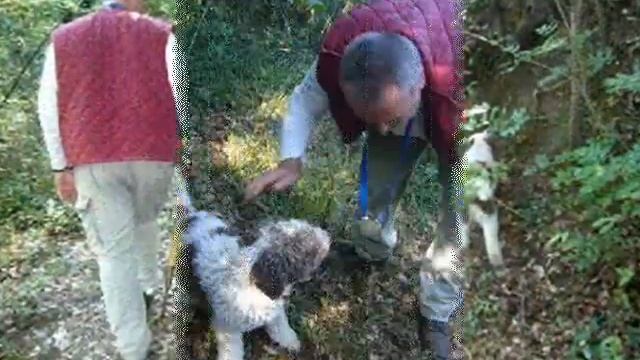 Giulio the truffle hunter.com