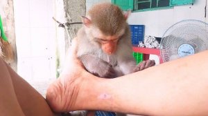 ASMR MONKEY GROOMING A HUMAN | Kiki diligently grooms and helps her father