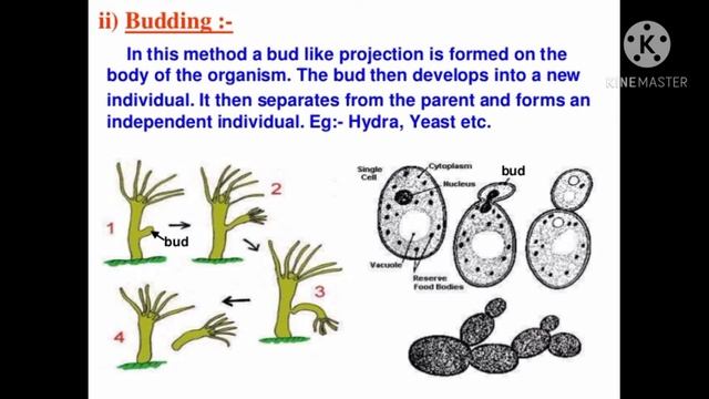 Grade-10 Chapter#14 "Reproduction " смотреть онлайн