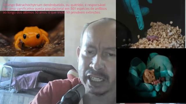 vida dura de sapo ha filhos de ratas ‐ Feito com o Clipchamp смотреть онлайн