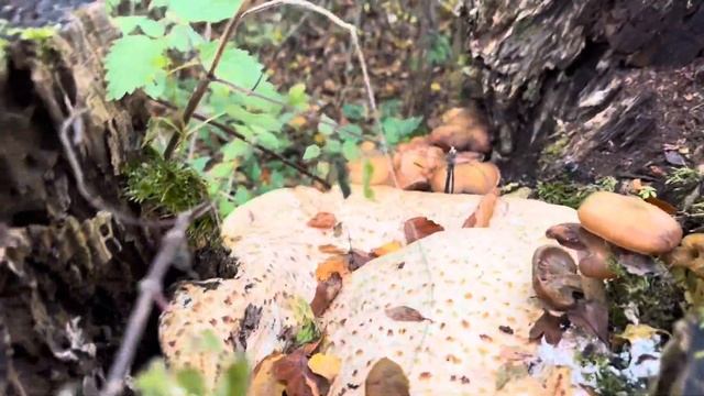 Очень много опят в одном месте.Германия Альбштадт смотреть онлайн