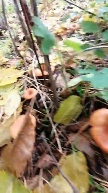 Тихий лес и радость тихая.👌 смотреть онлайн