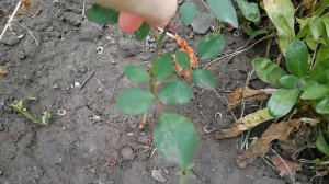ЛЕТНЯЯ ПРИВИВКА РОЗ НА ШИПОВНИК/ЭКСПЕРИМЕНТ