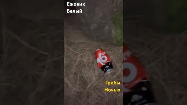 Ночные Грибы-Ежовик Белый!