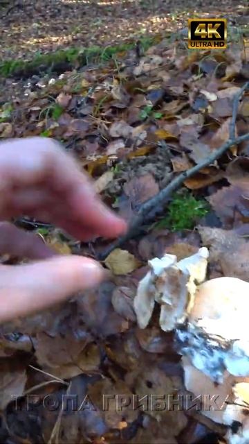 🍄 Корзина грибов за 5 минут 🍄 Большая поляна ежовиков 🍄 Ежовик желтый 🍄 Осень грибы 🍄Тропа Грибника смотреть онлайн