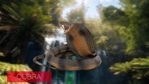 Learn names Amphibians and reptiles in English for Children