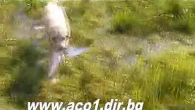 labrador retriever смотреть онлайн