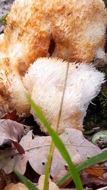 гриб ежевивик гребенчатый красноватый смотреть онлайн