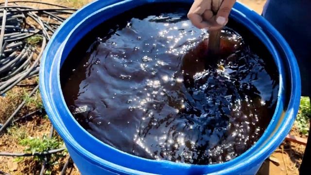 bio nematon | t stanes | Paecilomyces lilacinus | nematode control | organic nematode control смотреть онлайн