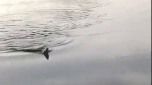 Как отличить Обыкновенного золотого карася — Carassius carassius от Серебряного карася — C. gibelio