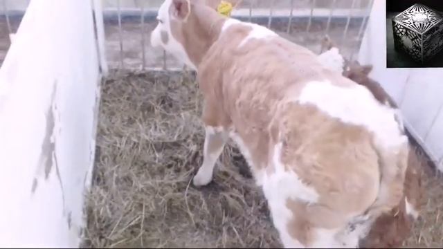 Телята. Порода симментал. Часть 3.