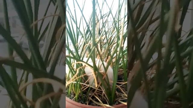 Хомяк норкоман 1 часть