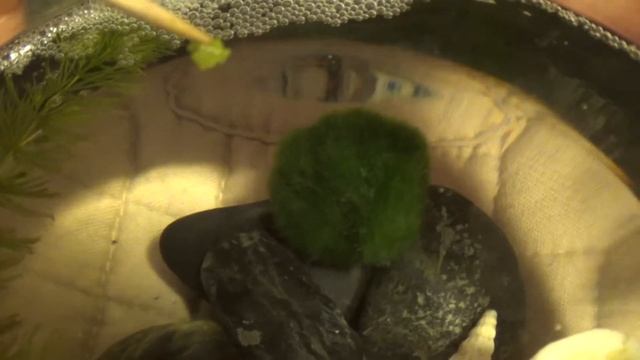 Mossy Foot enjoys a pea смотреть онлайн