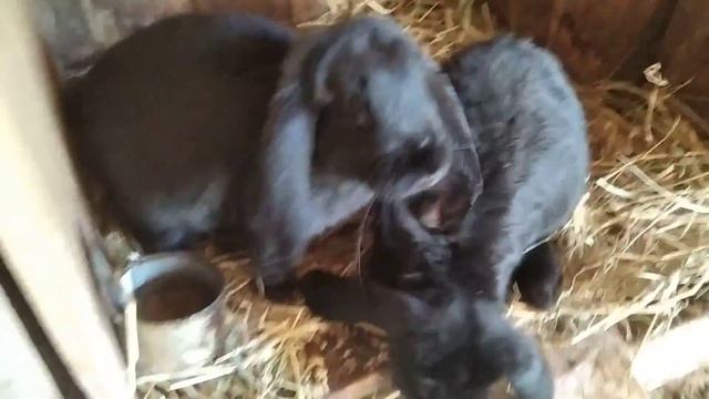 Готовимся к сезону 2022 года. Кролики. Обзор огорода. смотреть онлайн