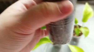 Эпипремнум Голден Потос / Сциндапсус Неон видео для Авито