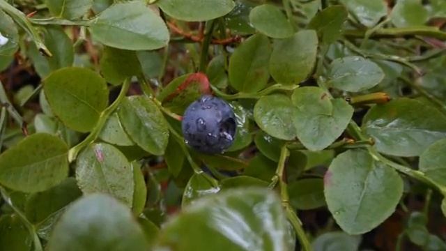 Мой фильм210 черника 2013год смотреть онлайн