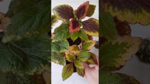 обзор 3х сортов.
 Колеус Rearing Fire (Ревущий огонь) 
 Rattlesnake (Гремучая змея) и Доктор Ву