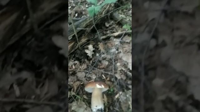 за блогородными грибами смотреть онлайн