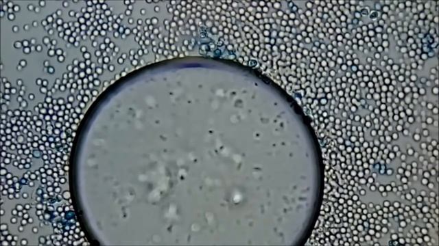 CO2 Bubble From Yeast #saccharomyces #carbondioxide #microscopy смотреть онлайн