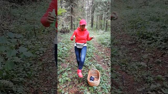 Лайфхаки: как собрать грибы и не заблудиться смотреть онлайн