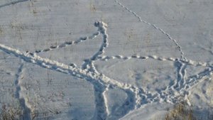 КАБАН точно по МЕСТУ с прицела iRay Tube TH50 v2 !