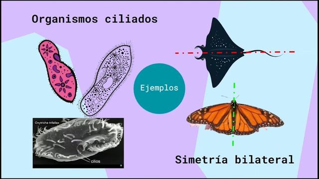 Turritopsis Nutricula - ¿Medusa Inmortal? смотреть онлайн