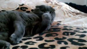 Смешной кот Сема ~ Шотландский Вислоухий Сема ( скоттиш фолд ) ~ ржака!! Он ЛИЖЕТ лапку!!