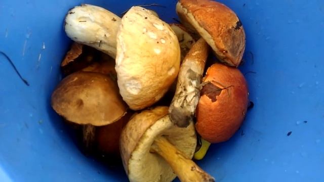 Забежали в лес..... смотреть онлайн