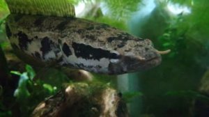 Parachanna obscura (the female of the pair)